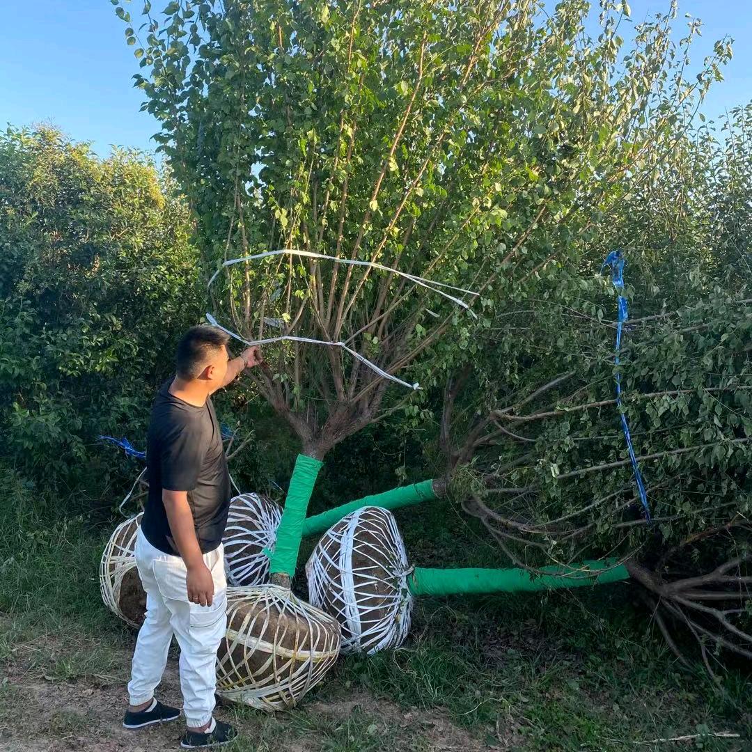 周至县雪平苗圃