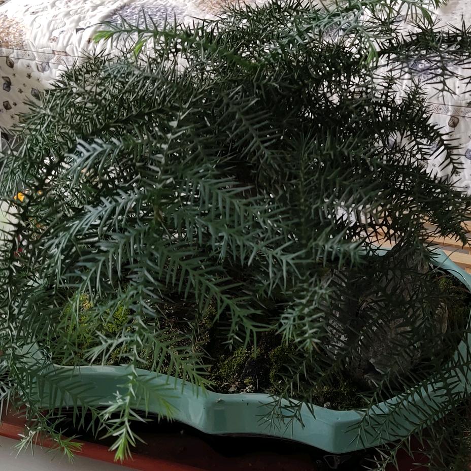 花開花落