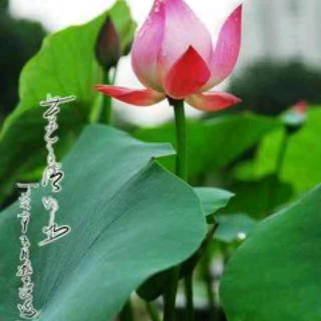 鲜花美丽