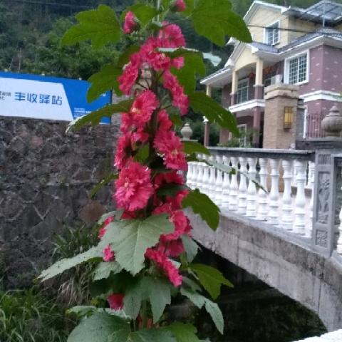 大俱源清山农家乐