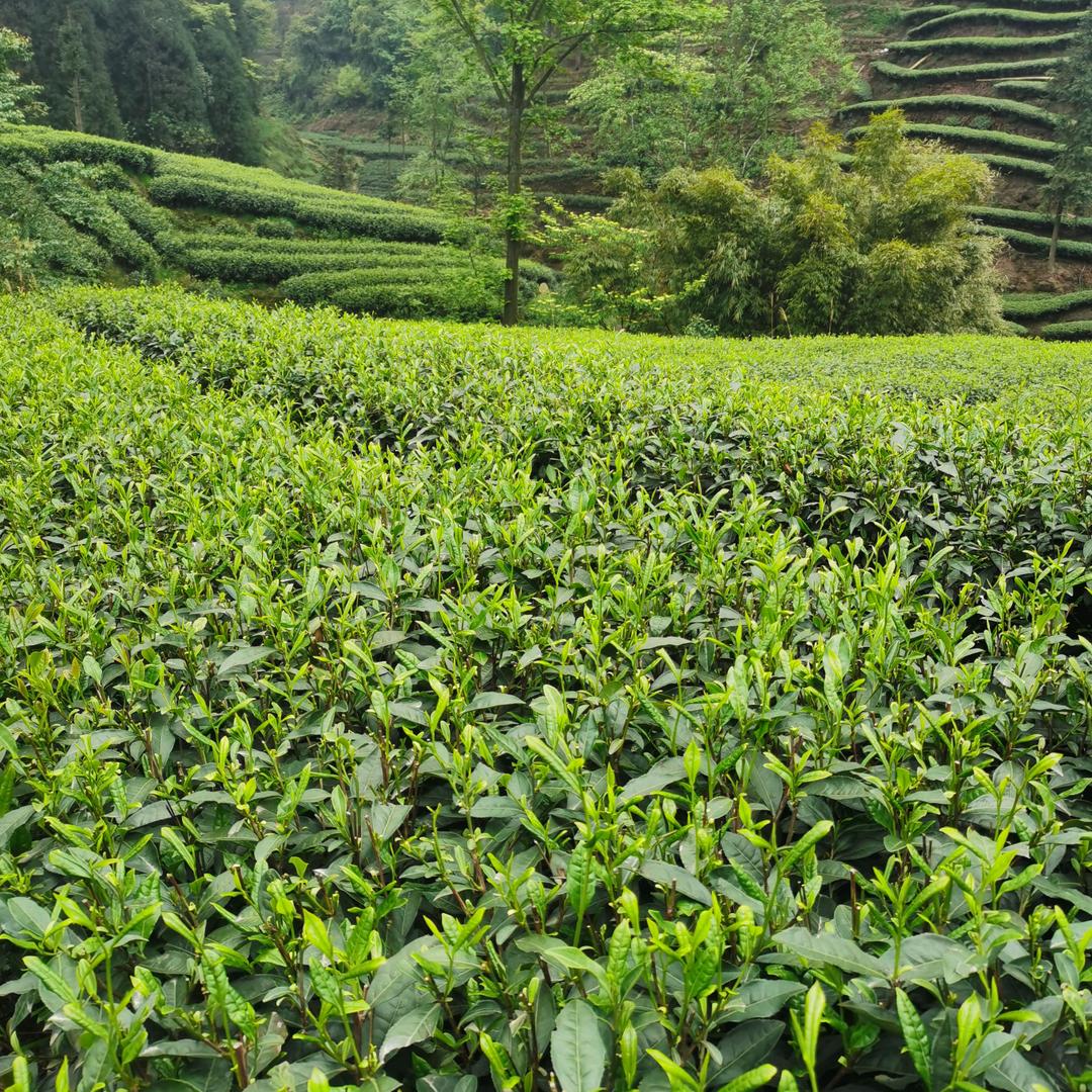 十里茶乡