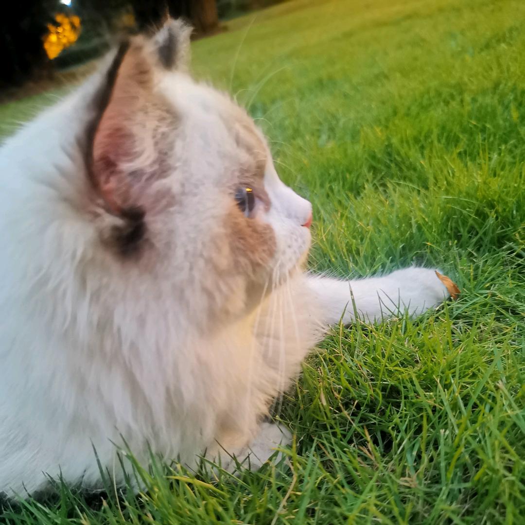 可乐有多多🐈