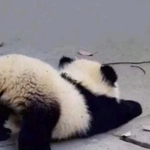 煎锅的五花肉