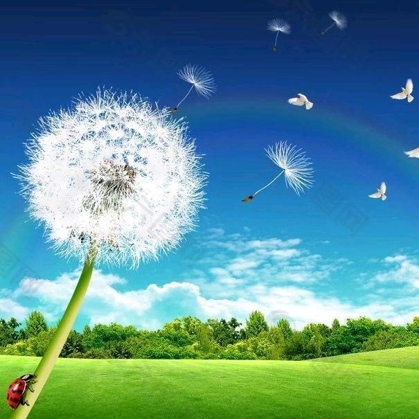 会飞的蒲公英