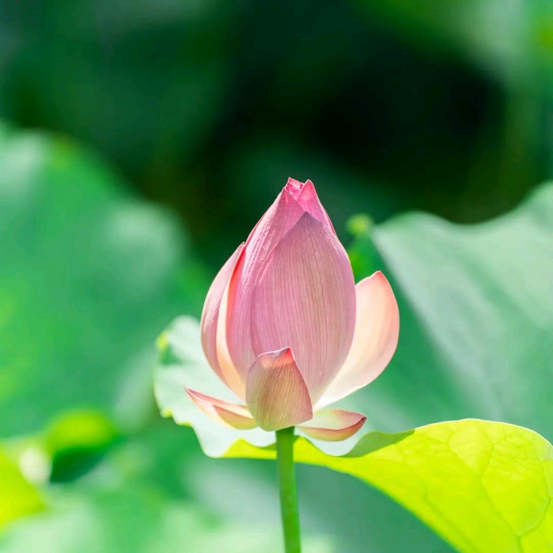 棉花糖味甜
