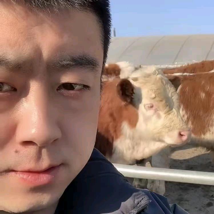 吉林西门塔尔牛