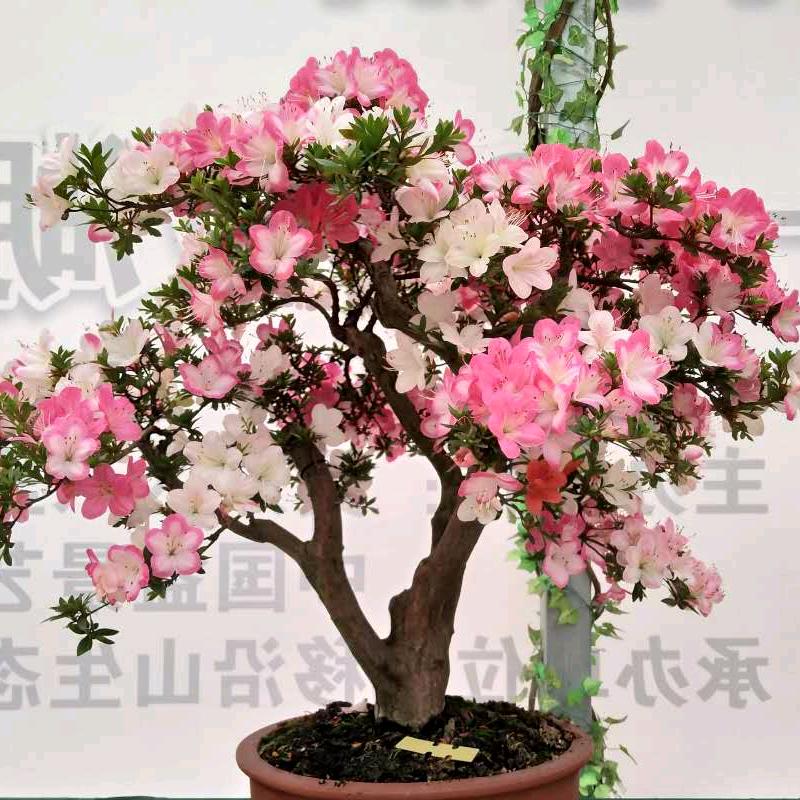 远芳花木场