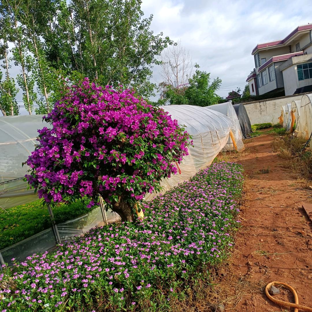 云南苗圃种植园