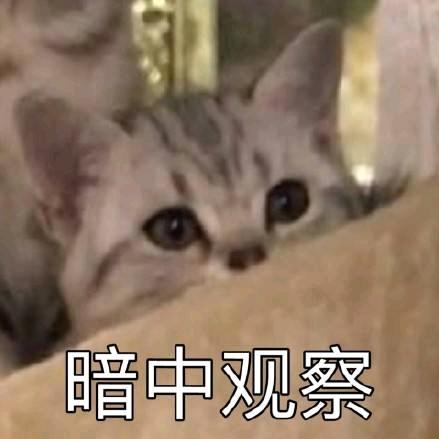 尝一口草莓🍓