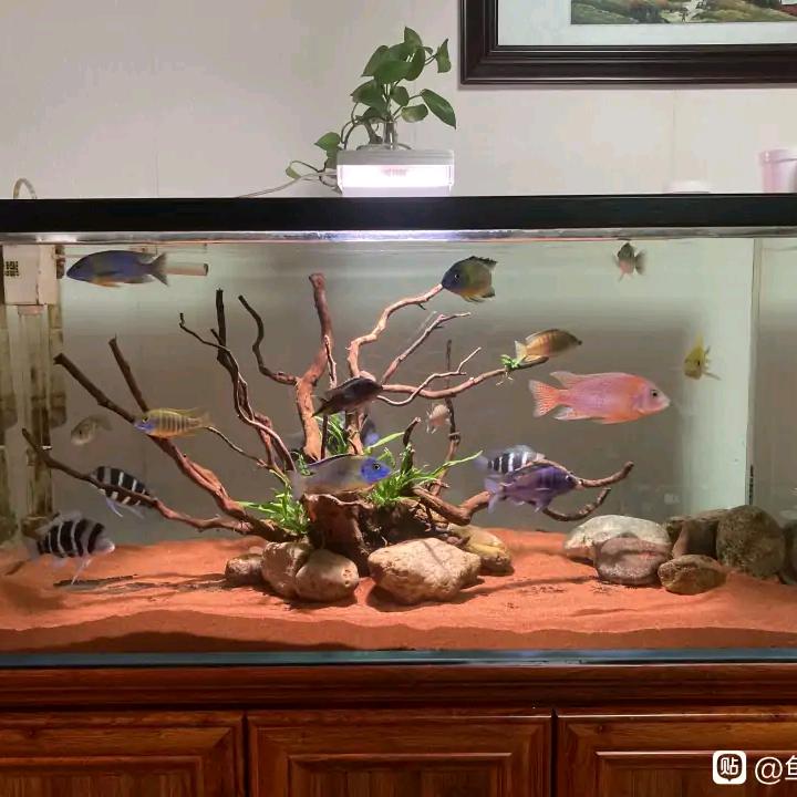 鱼欢宝
