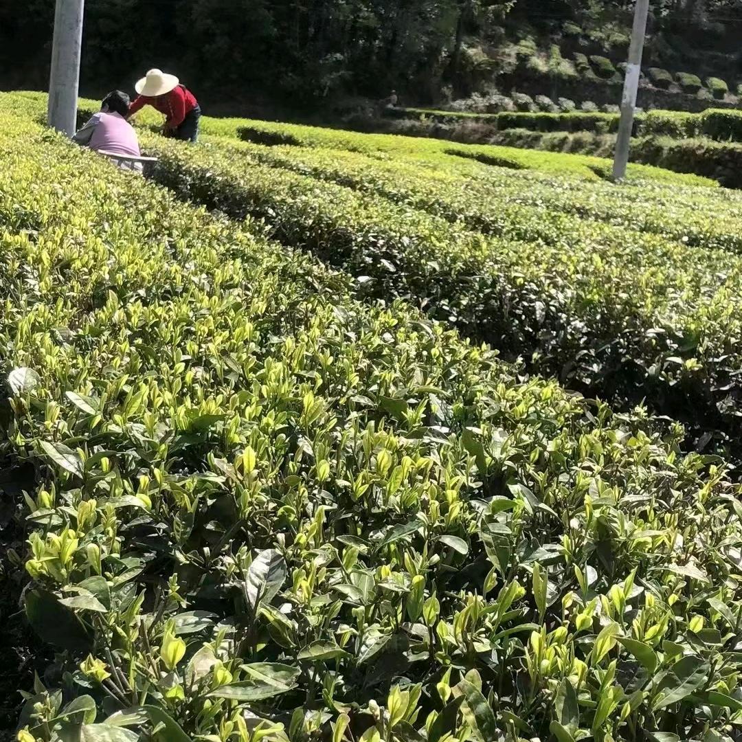 万凤