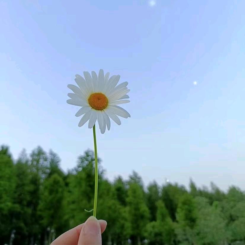 薇笑