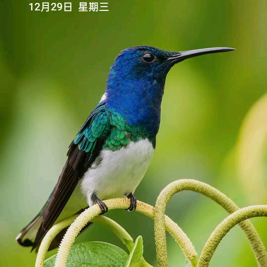 宁静的心