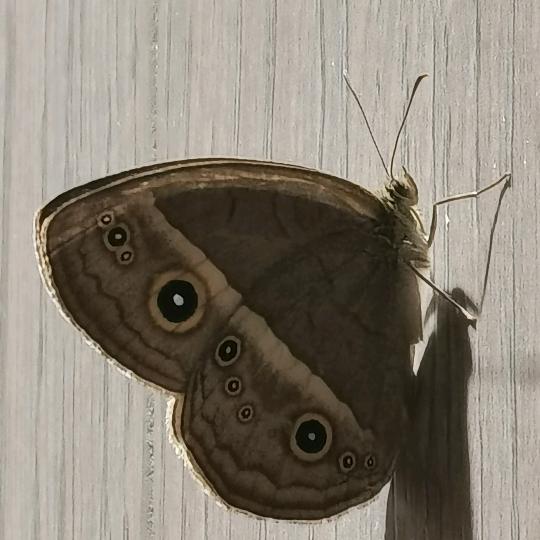 沙市区旗麾建材经营部