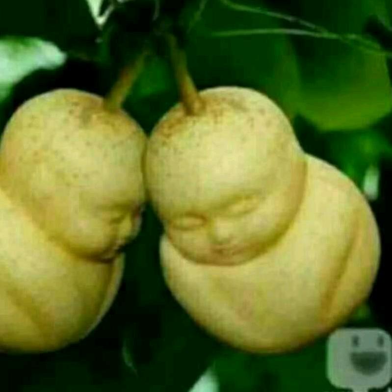 果子配一双