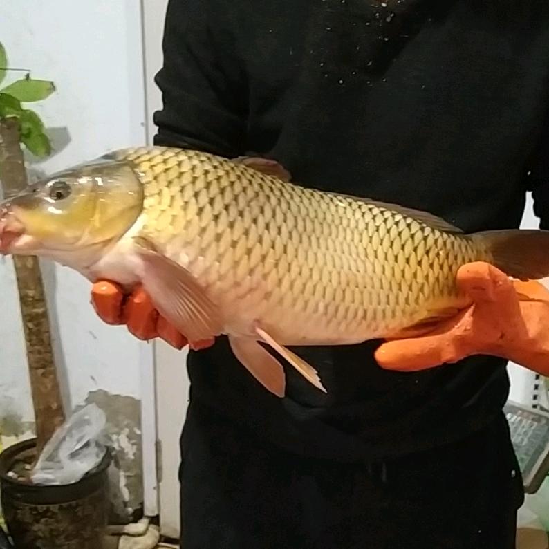 托县鱼妹  托县特产食品经销