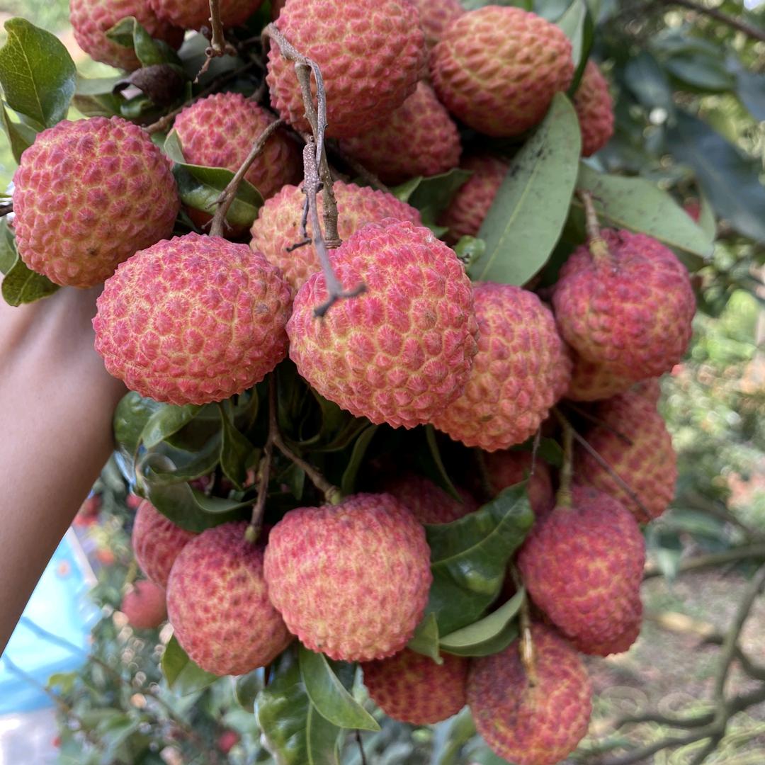 文野鲜踪(即时店)