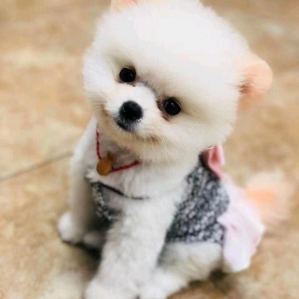 心语75678头像