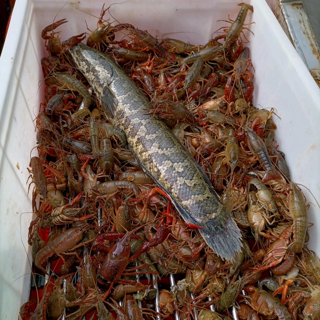 东平湖虾王
