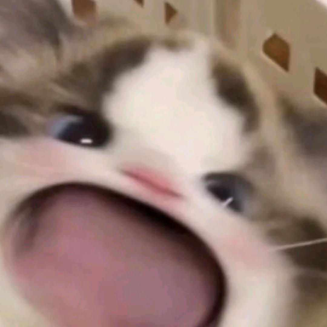 小飞猪来啰