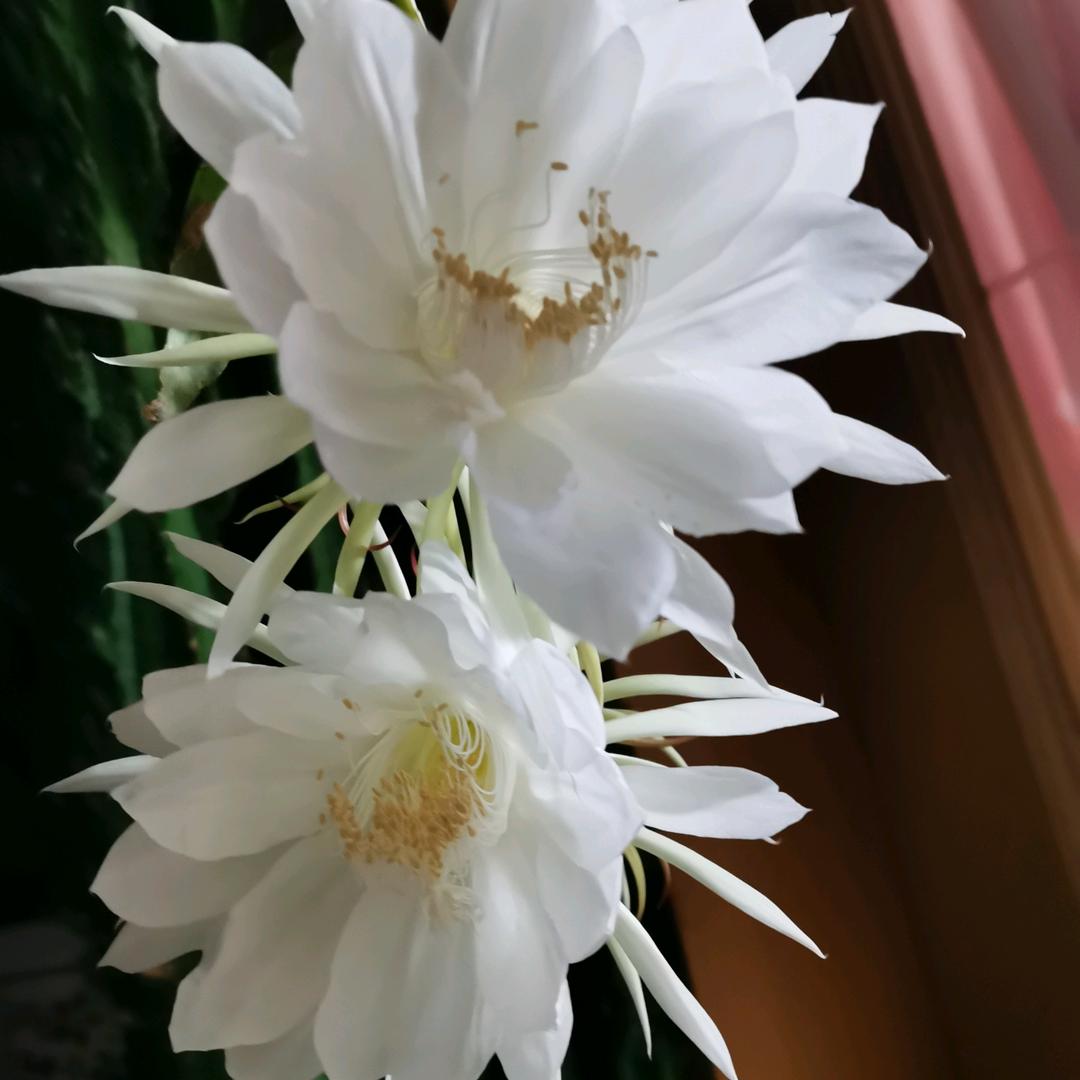 婉儿