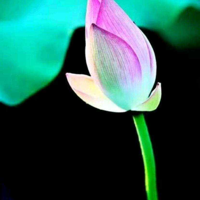 【广善真苑】众和桥