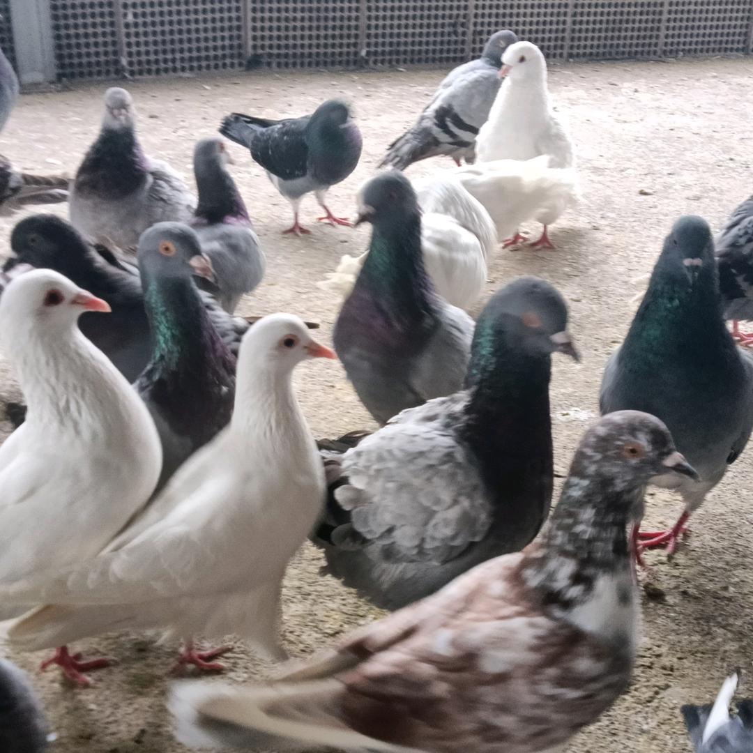 一名金人养土鸽子