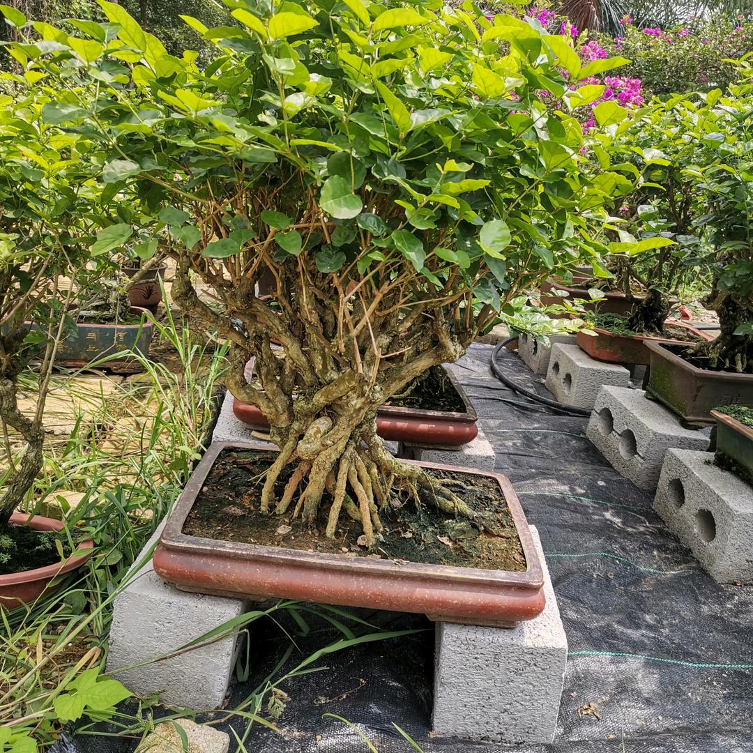 茉莉老桩盆景（华林）