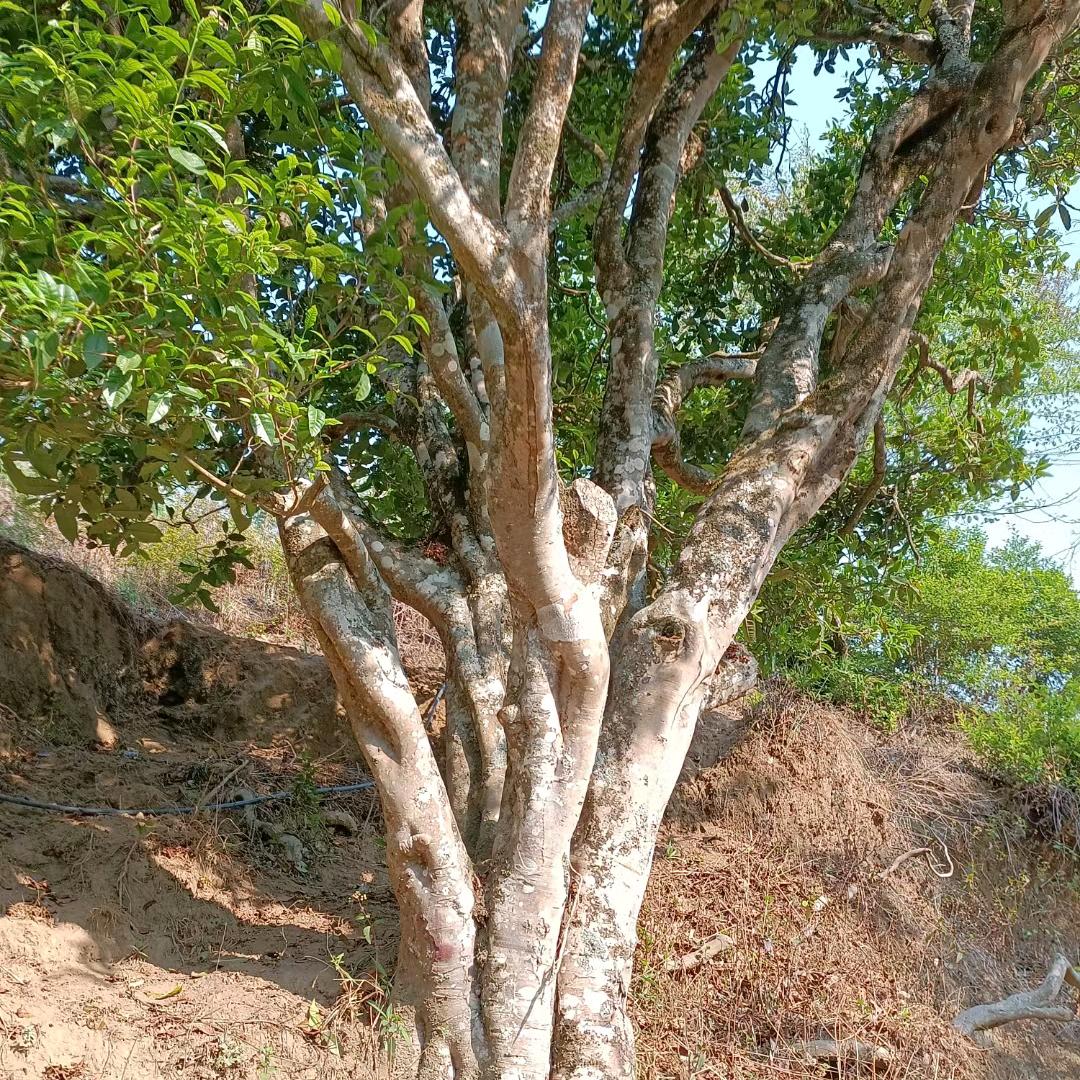 茶房，茶尊