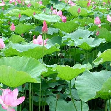 莲乡竹韵(曲谱制作李老师)