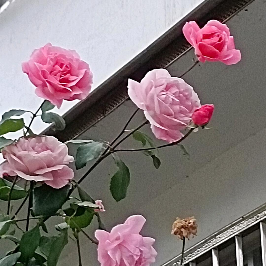 家人的平安就是福。