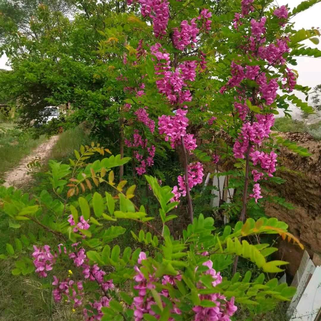 苹果园