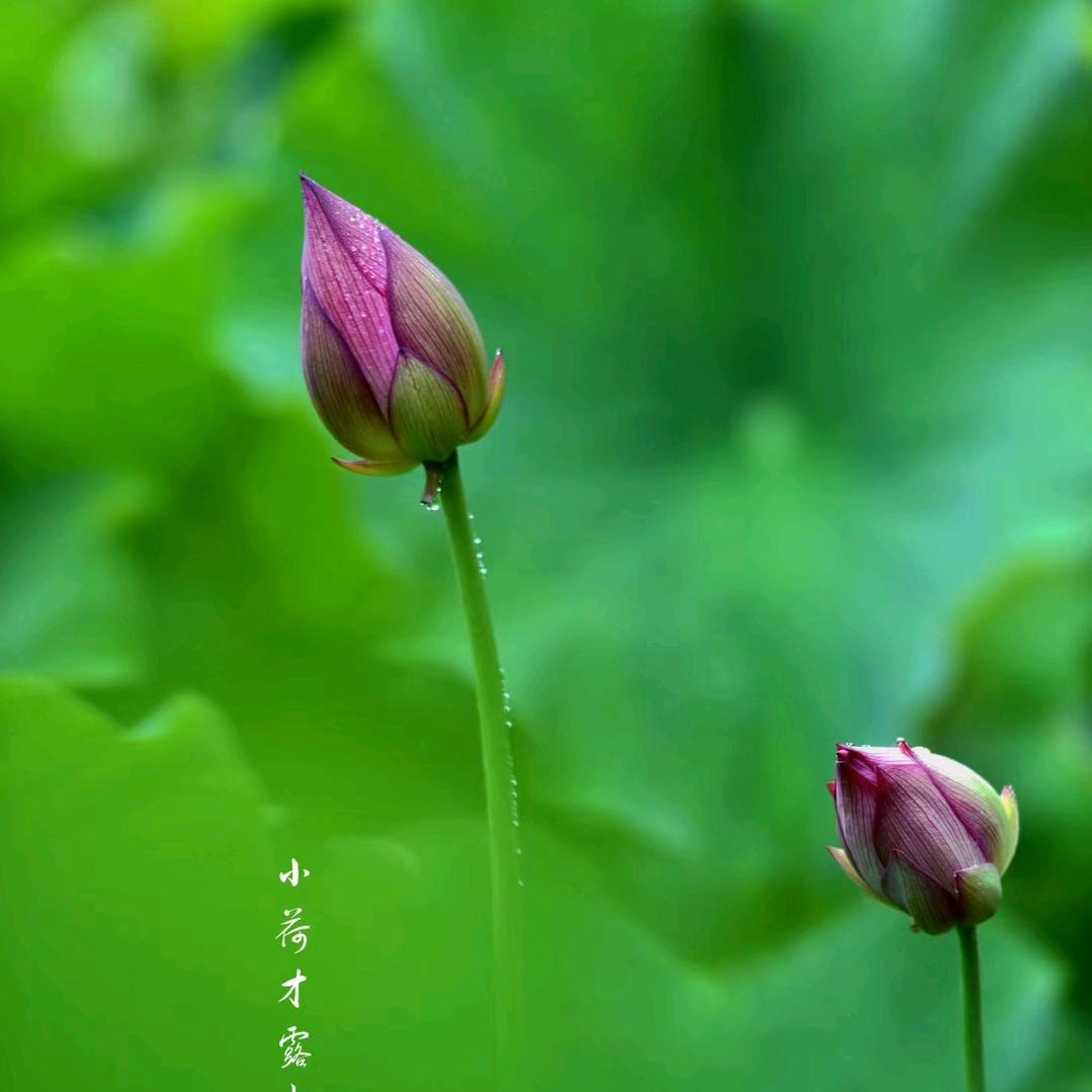 冰沁
