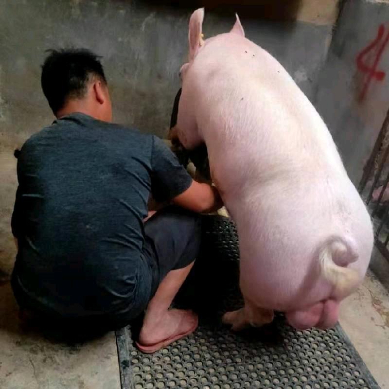 小付猪精