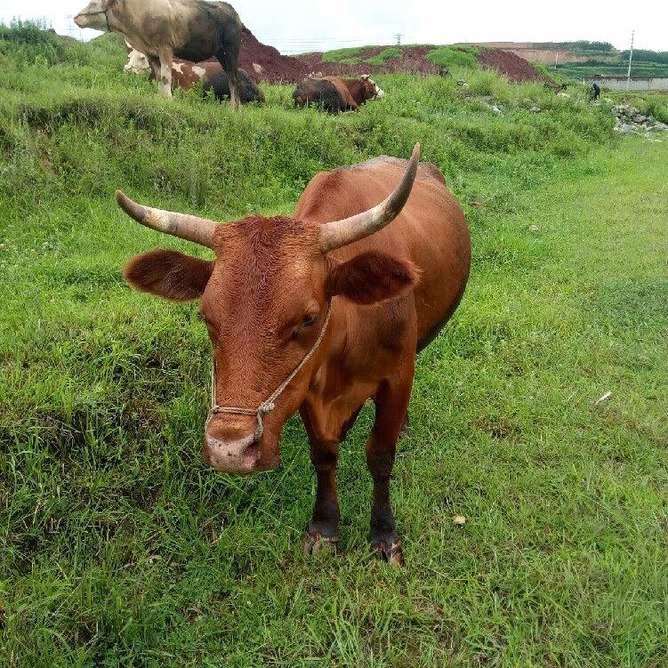 牛马羊冻精改良放牛哥