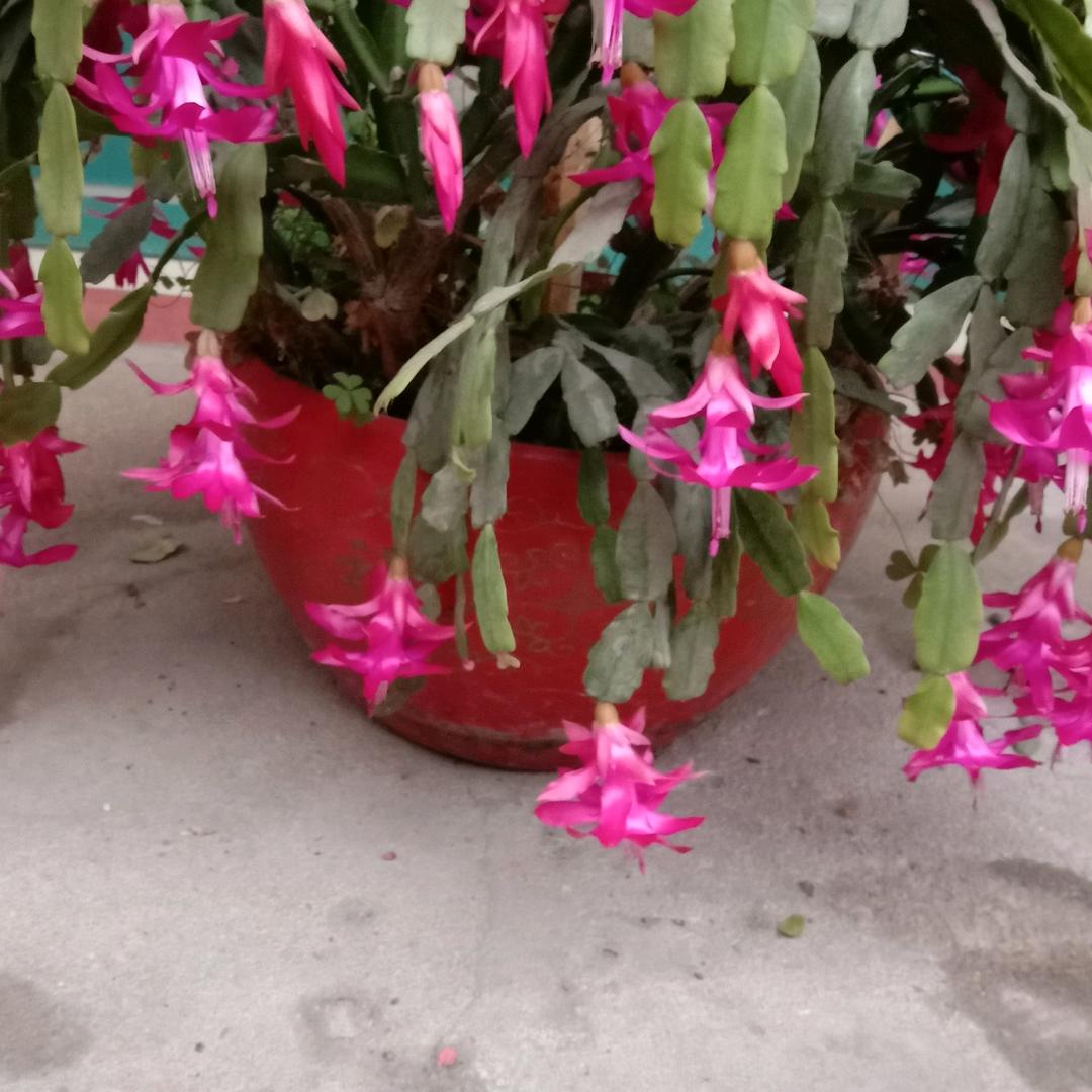 开心就好晚上7点20开播唱歌好物