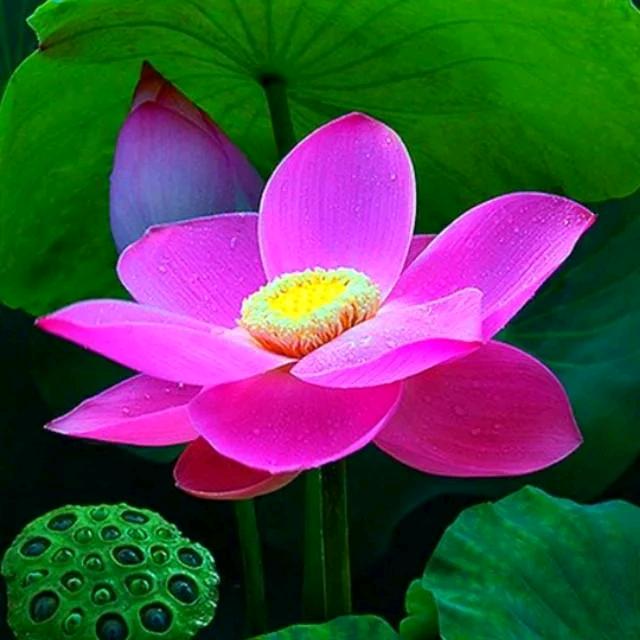 @风轻云淡   ꦿ࿐