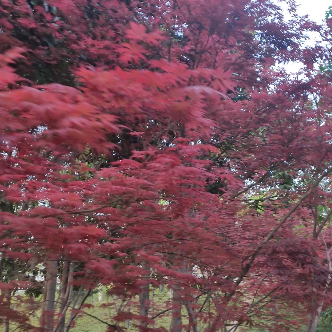 云之梦《拒私聊》