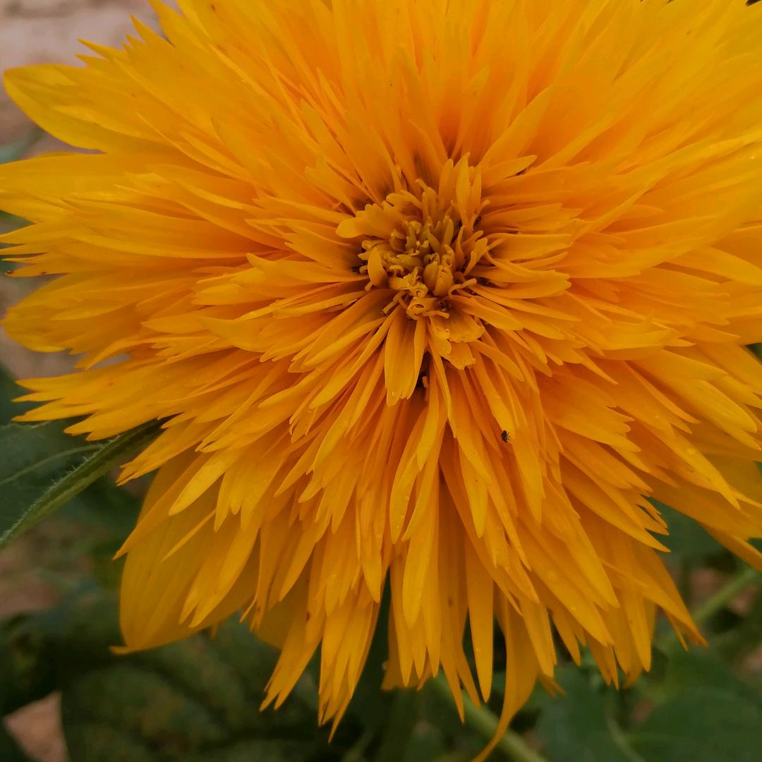 苹果姐
