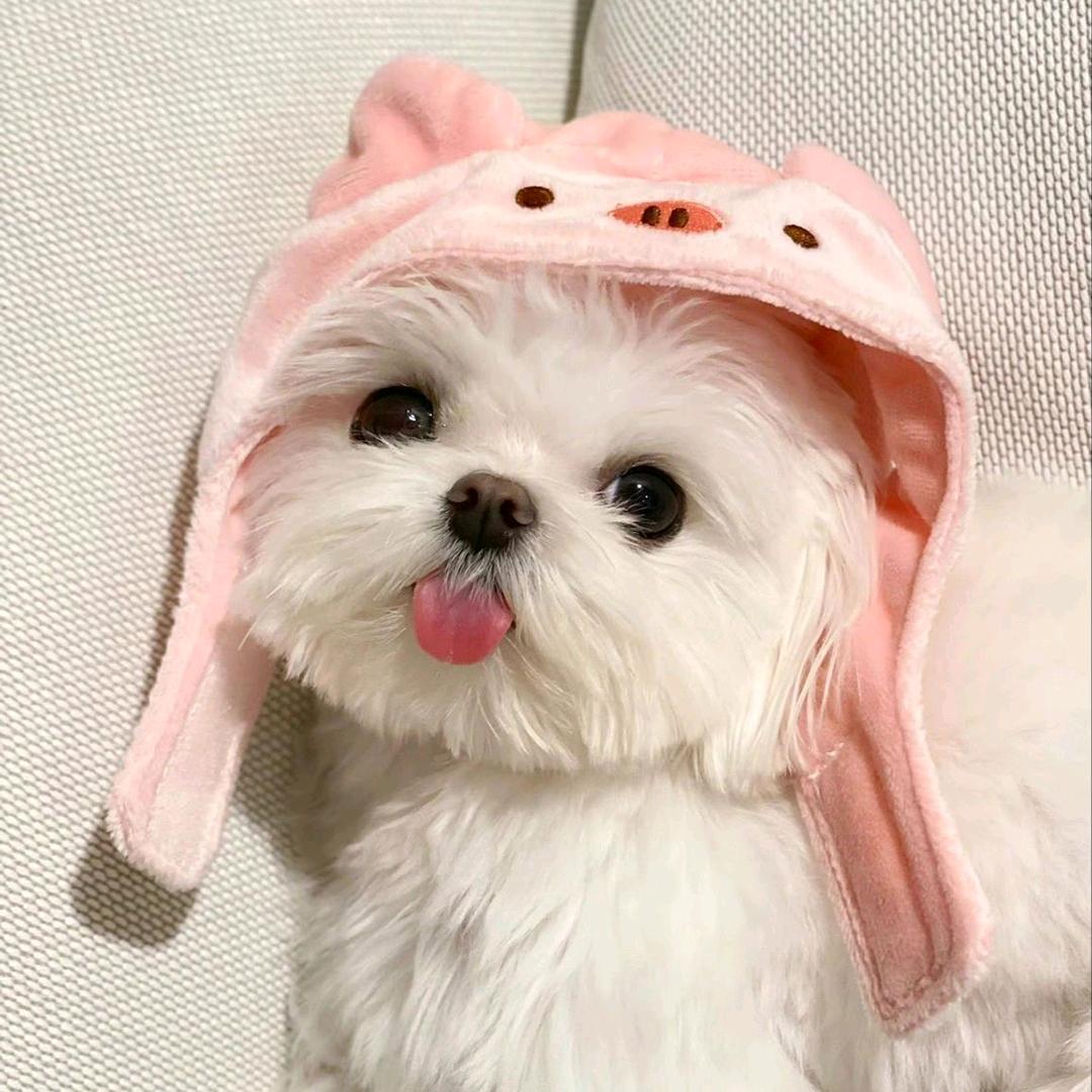luluxi头像