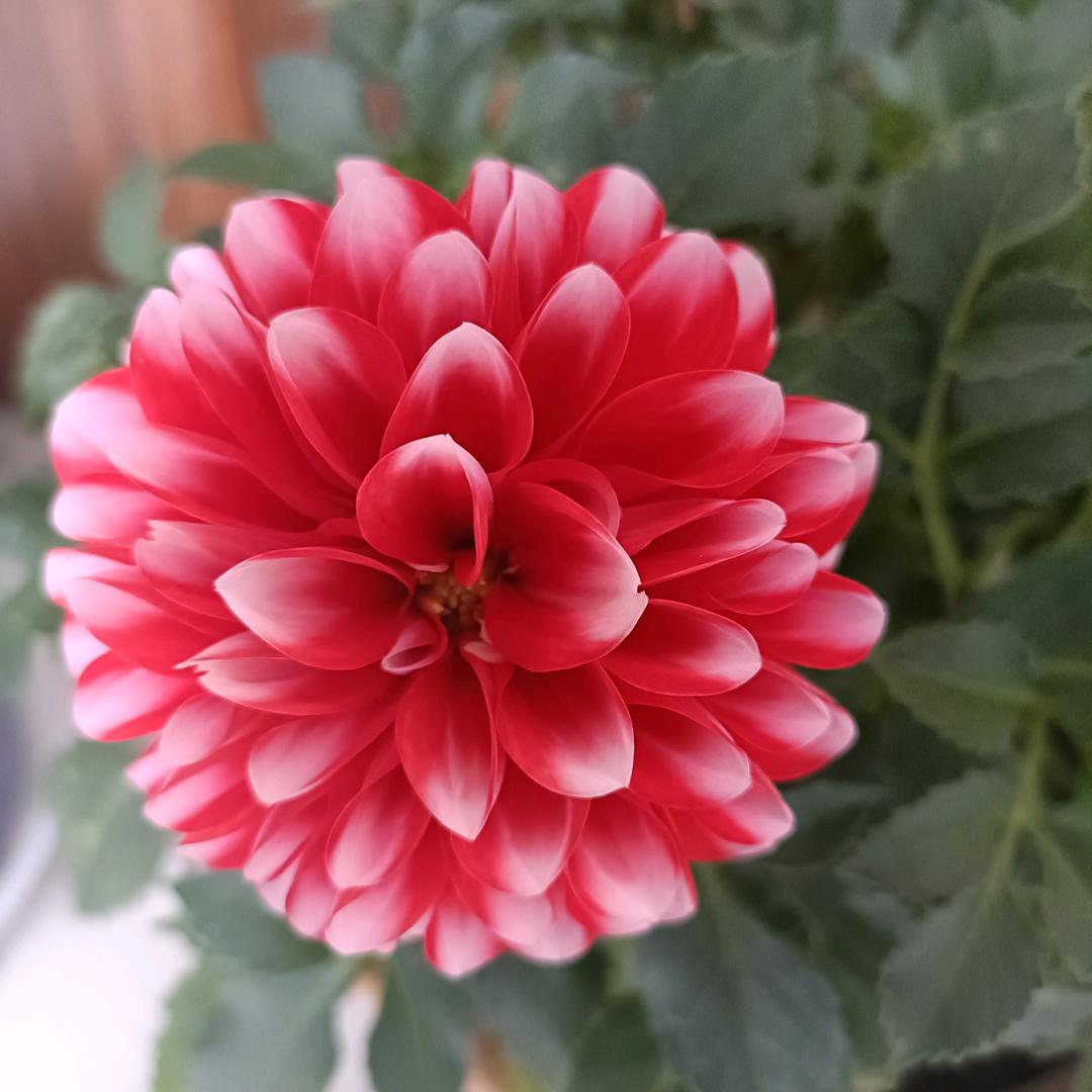 黑玫瑰