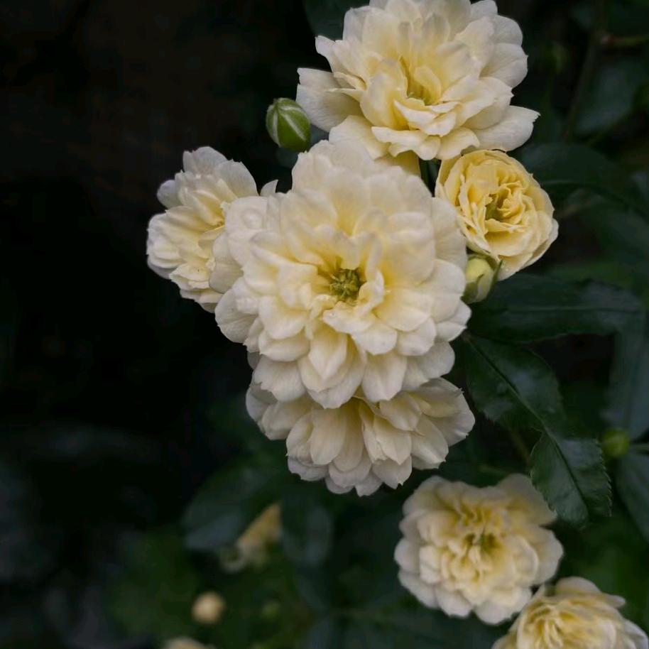 花生哥1772