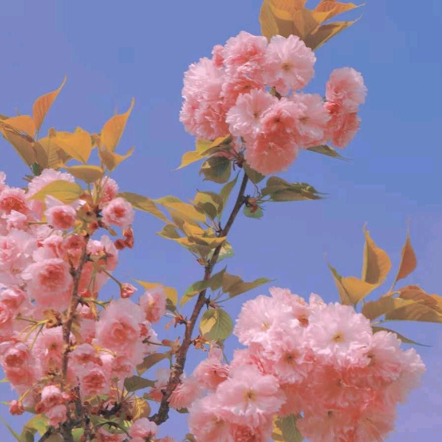 香草