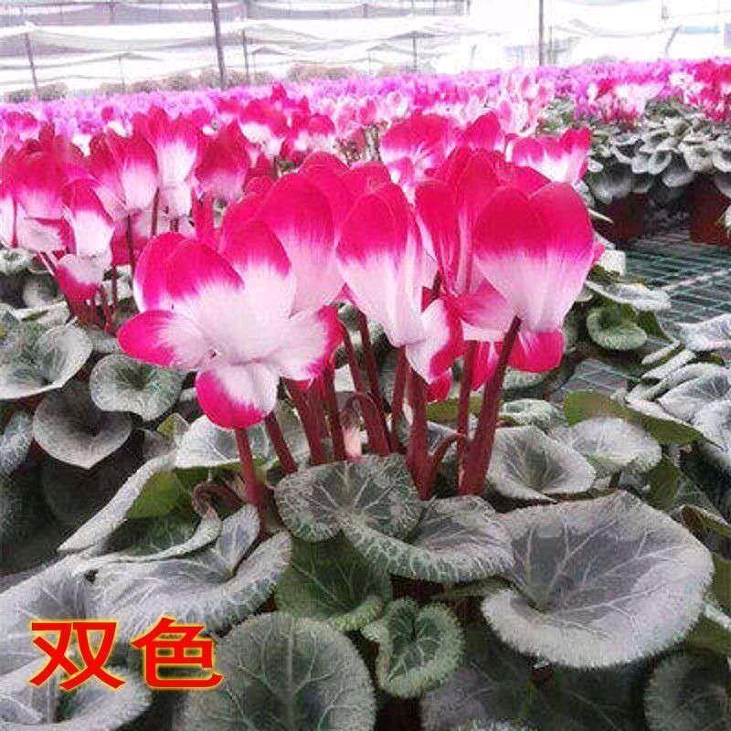 鸟语花香。
