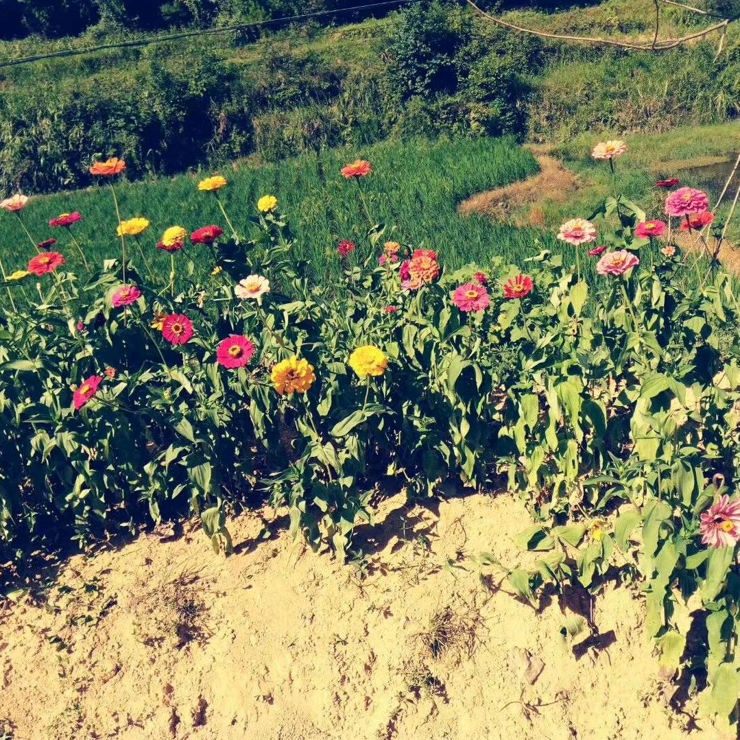 🌺过好每一天🌺