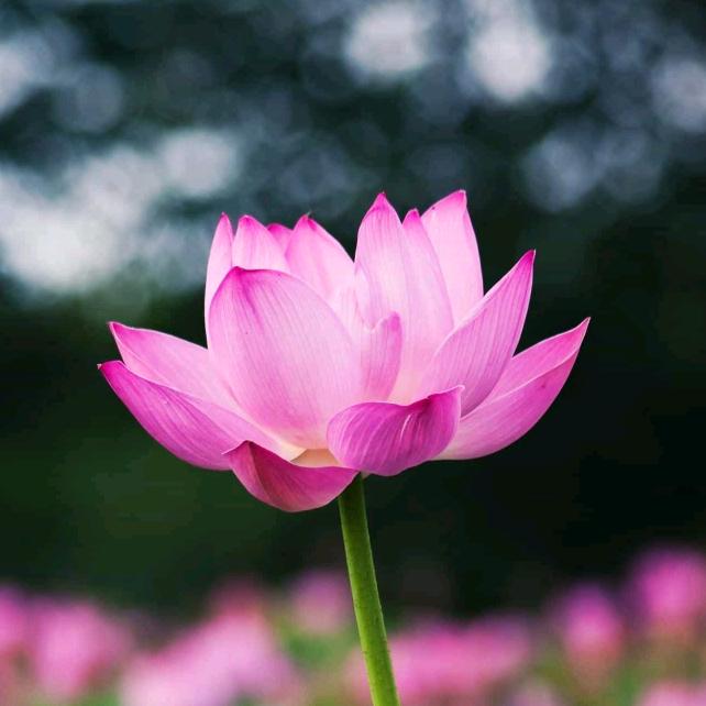小村庄/旗杆