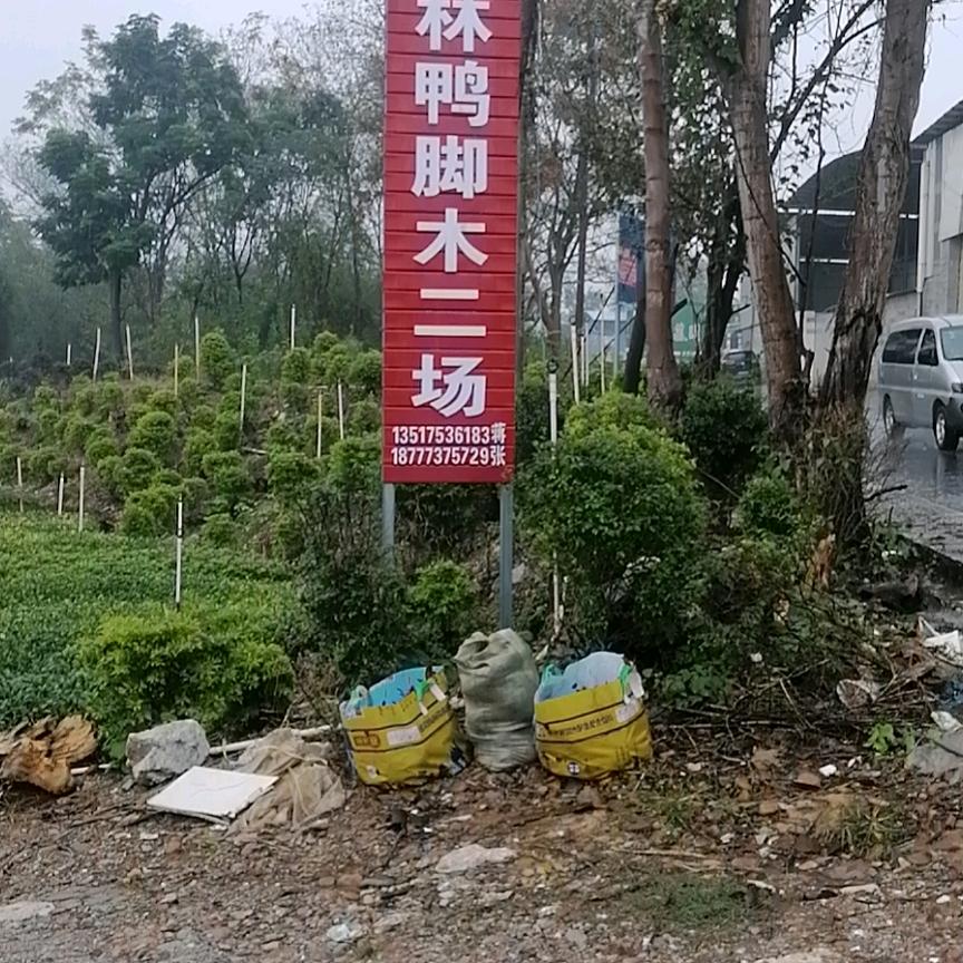广西桂林花林鸭脚木二