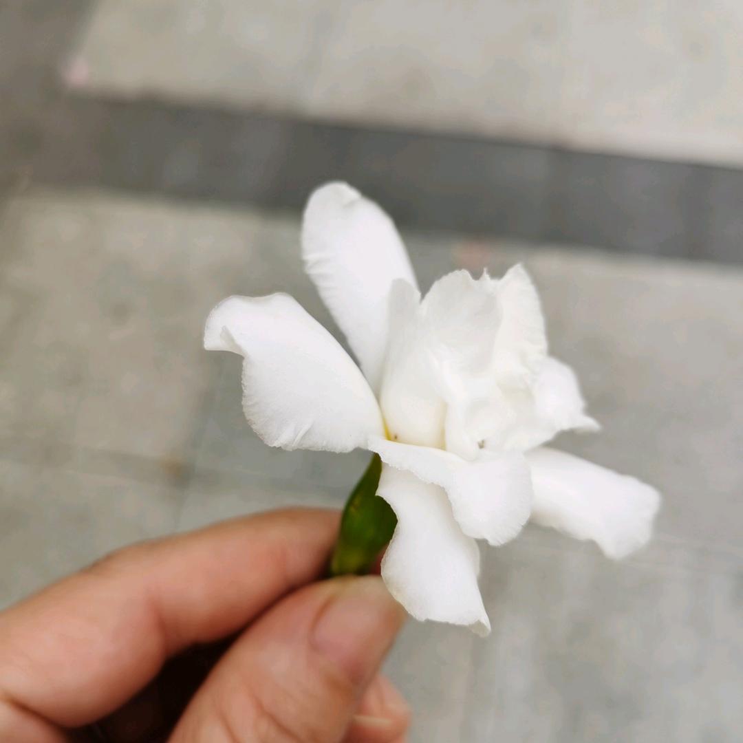 雨心果