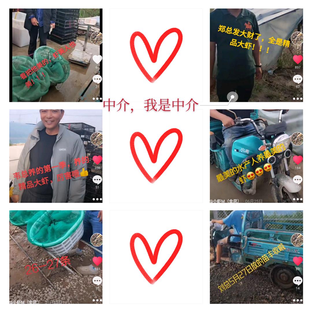 金凤水产(对虾中介)