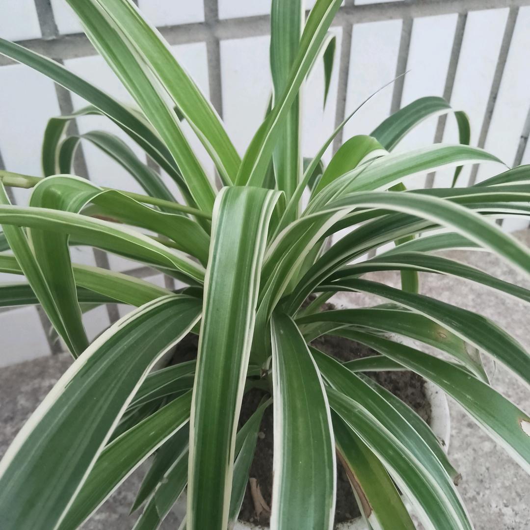 忘忧草